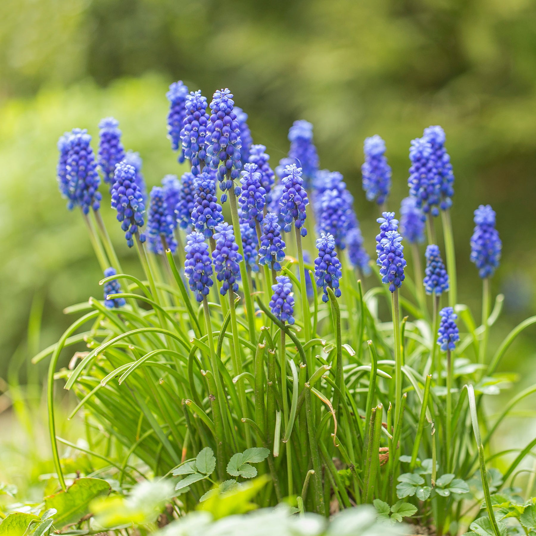 Blauwe druifjes (x10) - Muscari armeniacum - Willemse