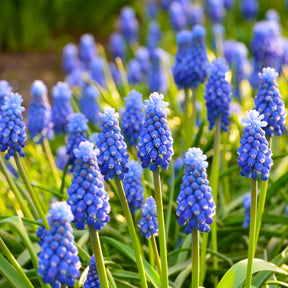 Muscari armeniacum - Blauwe druifjes (x10) - Blauwe druifjes