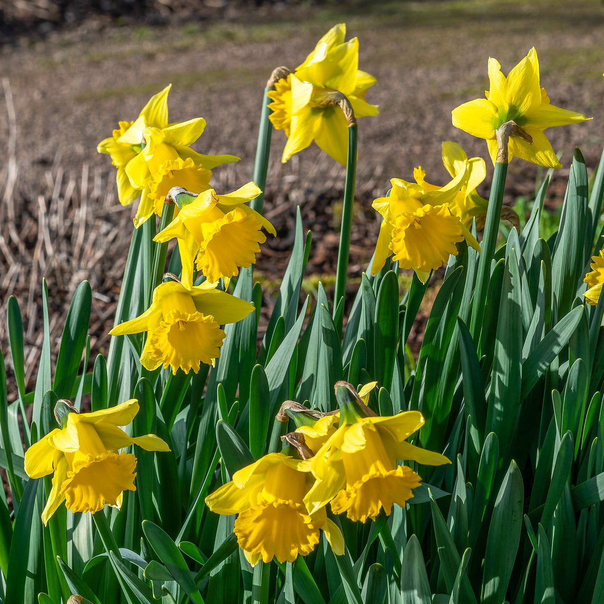 Narcissen 'Rijnveld's Early Sensation' (x10) - Narcissus rijnsveld early sensation - Willemse