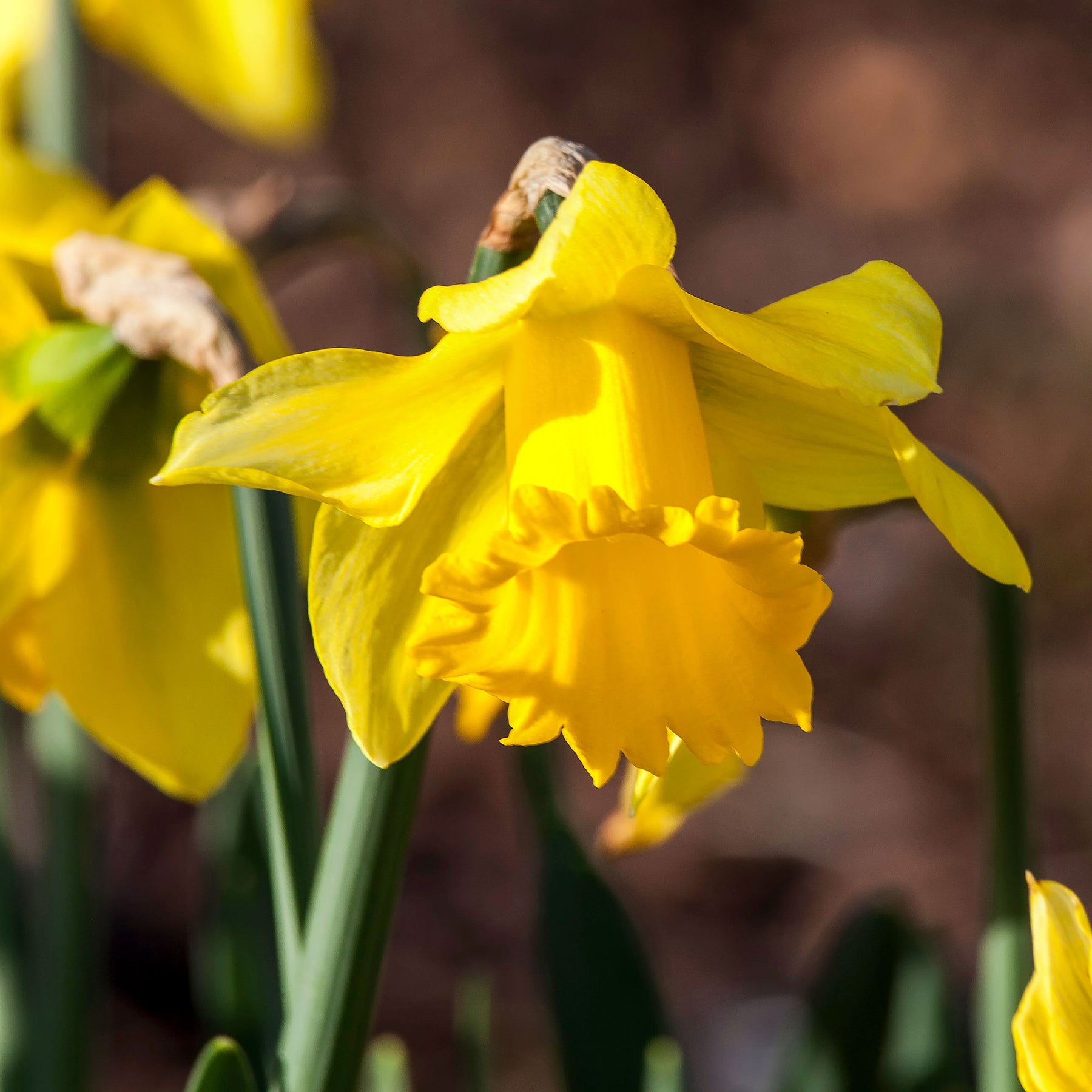 Narcissen 'Rijnveld's Early Sensation' (x10) - Willemse