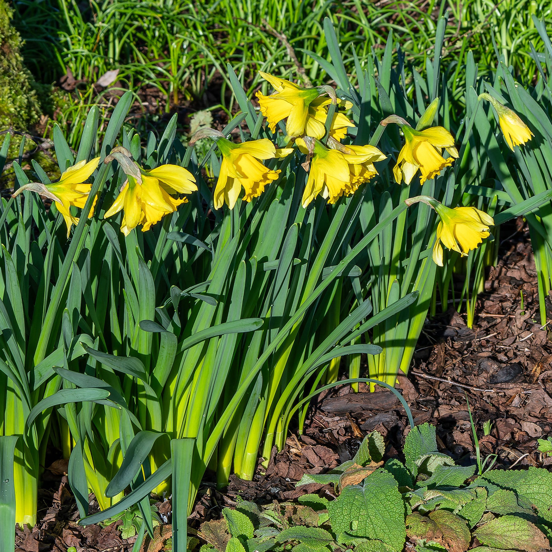 Narcissus Rijnveld's Early Sensation - Narcissen 'Rijnveld's Early Sensation' (x10) - Narcissen