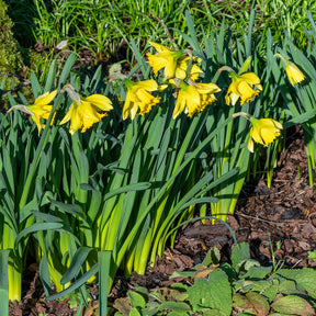 Narcissus Rijnveld's Early Sensation - Narcissen 'Rijnveld's Early Sensation' (x10) - Narcissen