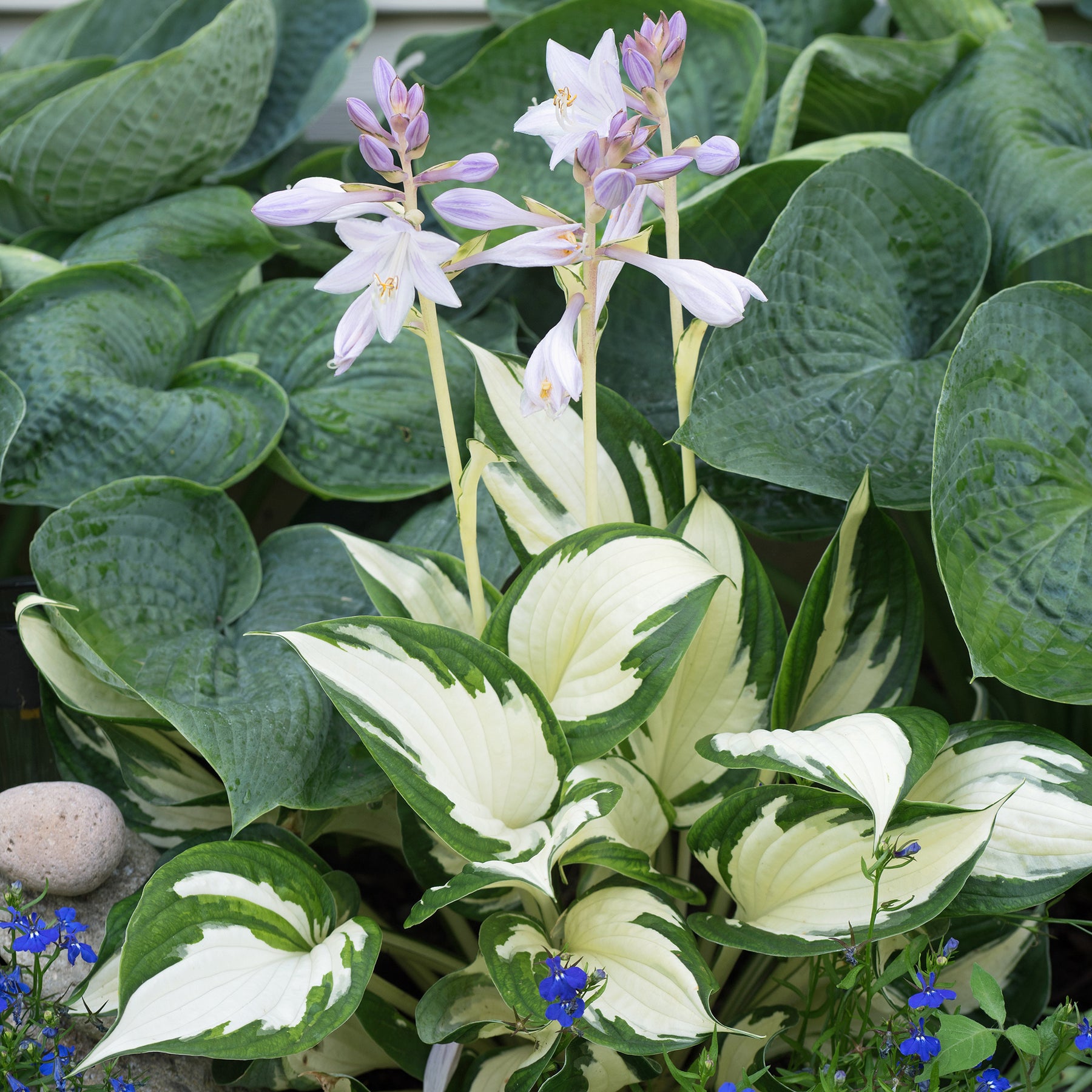 Hosta 'Fire and Ice ' - Hosta Fire and Ice - Willemse