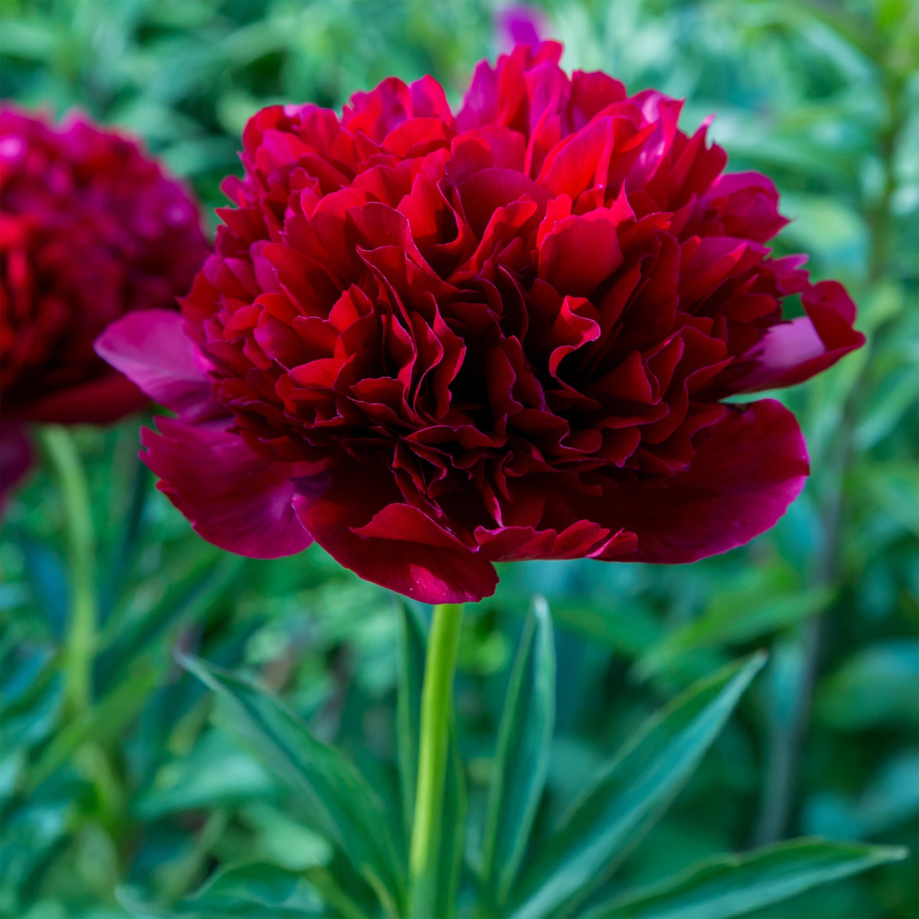 Verkoop Pioenroos 'Red Charm' - Paeonia lactiflora x Red Charm