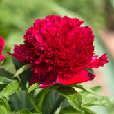 Pioenroos 'Red Charm' - Paeonia lactiflora x Red Charm - Willemse