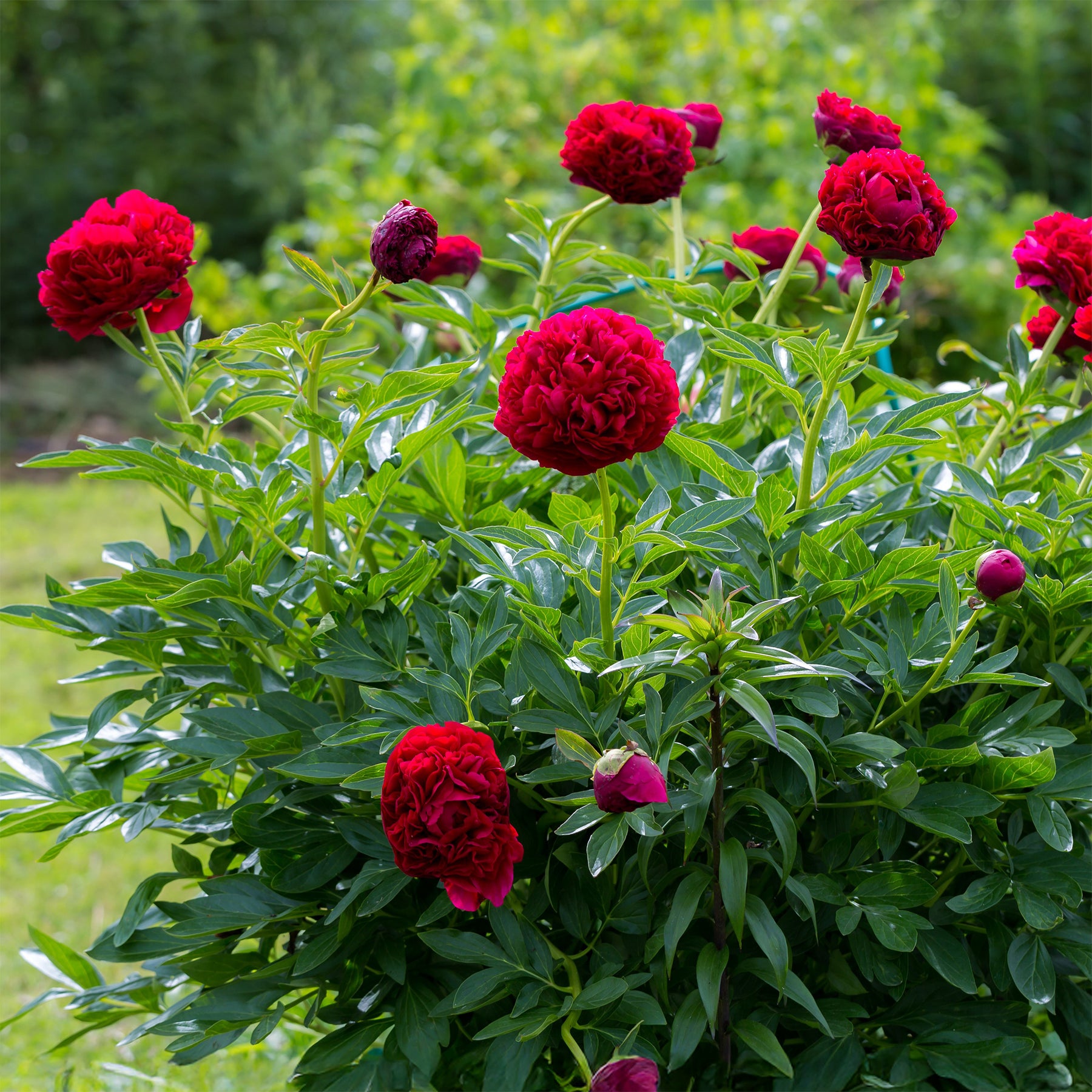 Pioenrozen - Pioenroos 'Red Charm' - Paeonia lactiflora x Red Charm