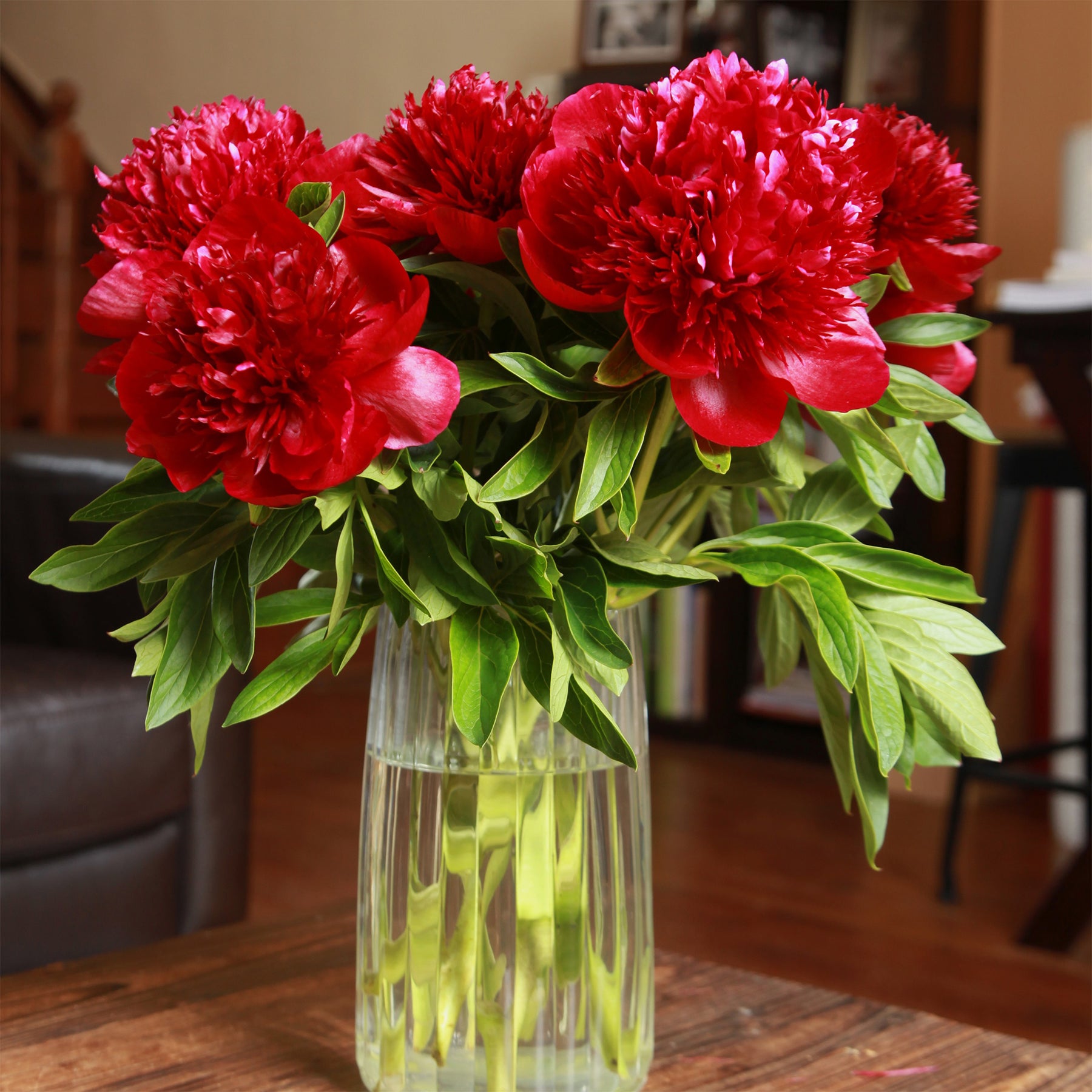 Verkoop Pioenroos 'Red Charm'