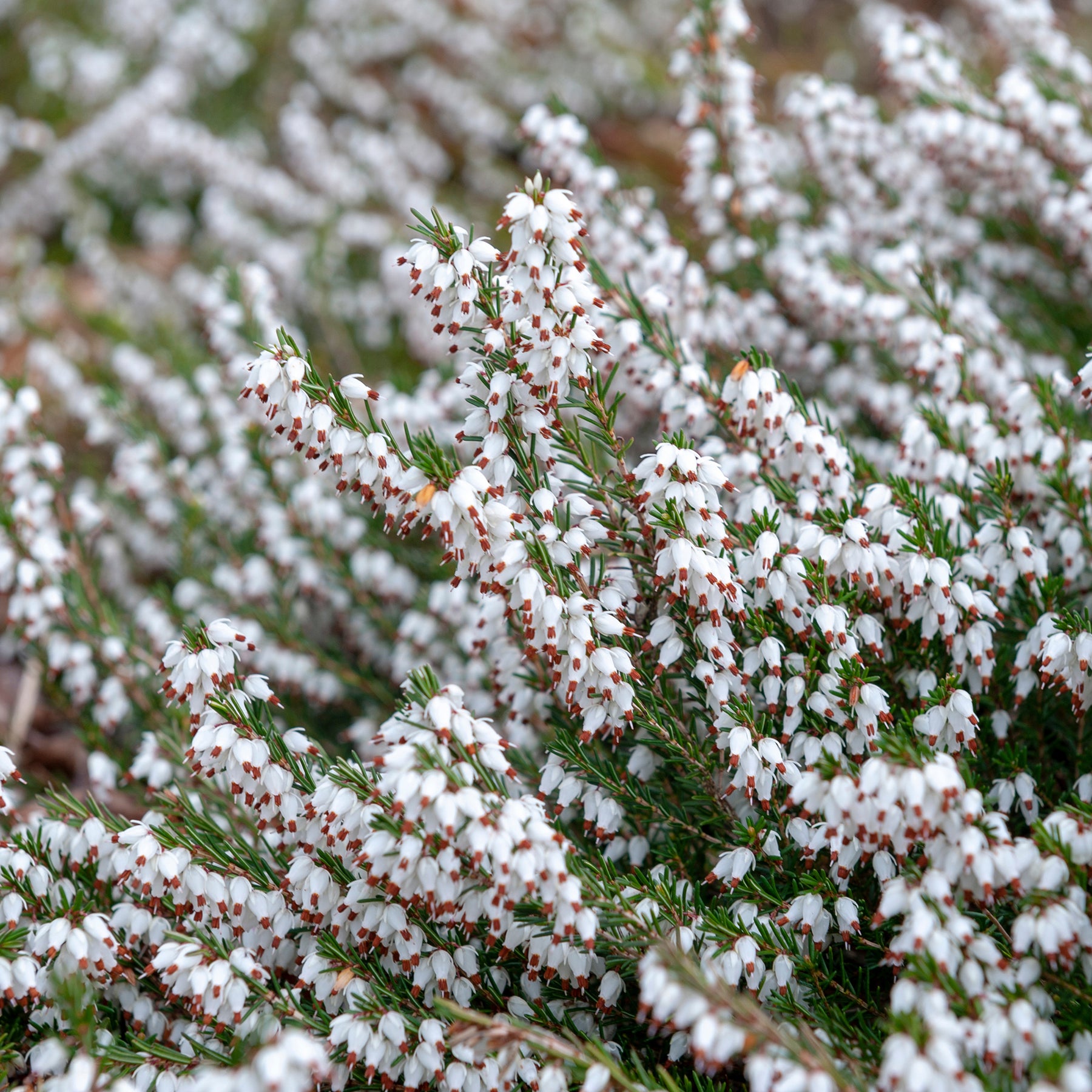Winterheide - wit (x3) - Erica carnea - Willemse