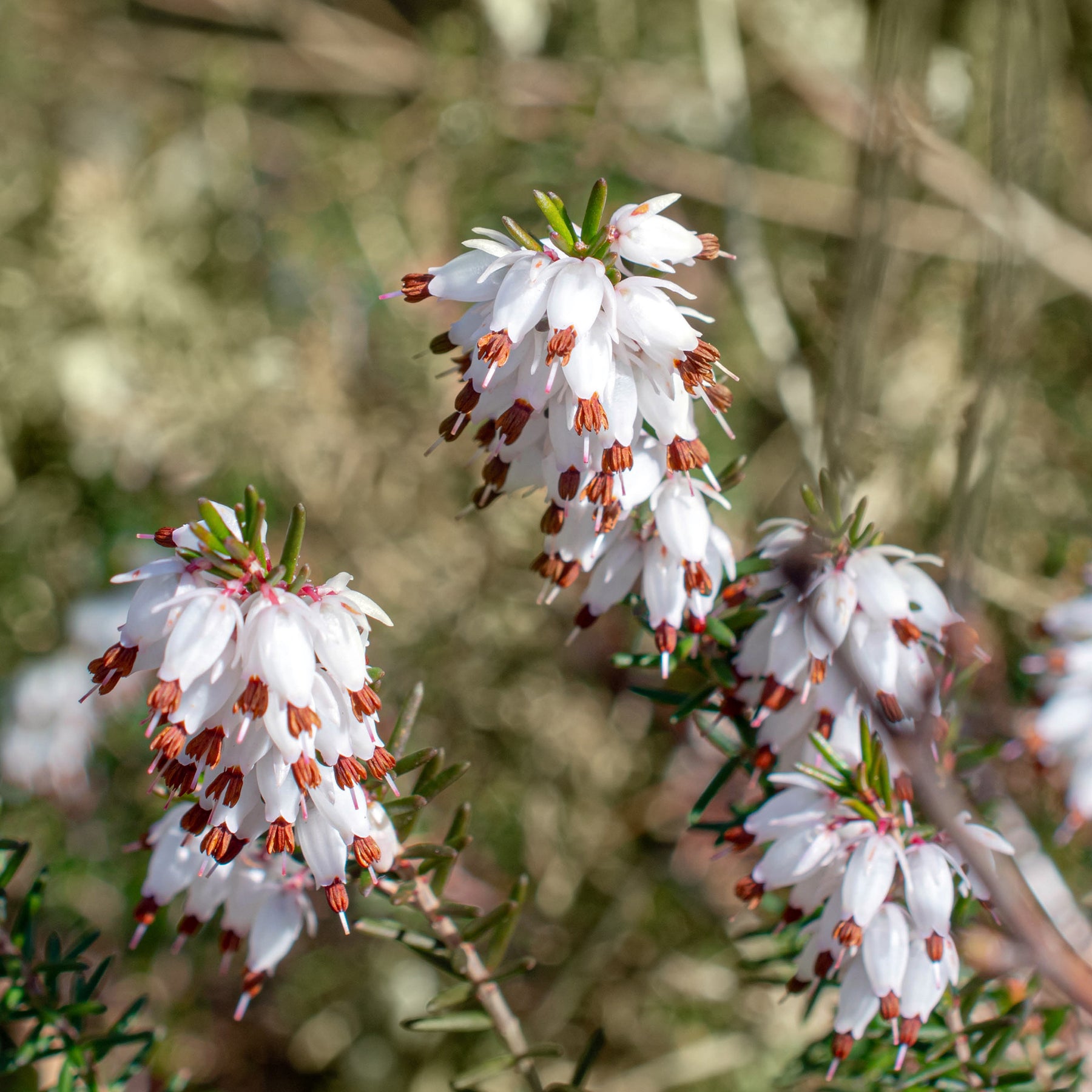 Winterheide - wit (x3) - Erica carnea - Vaste planten