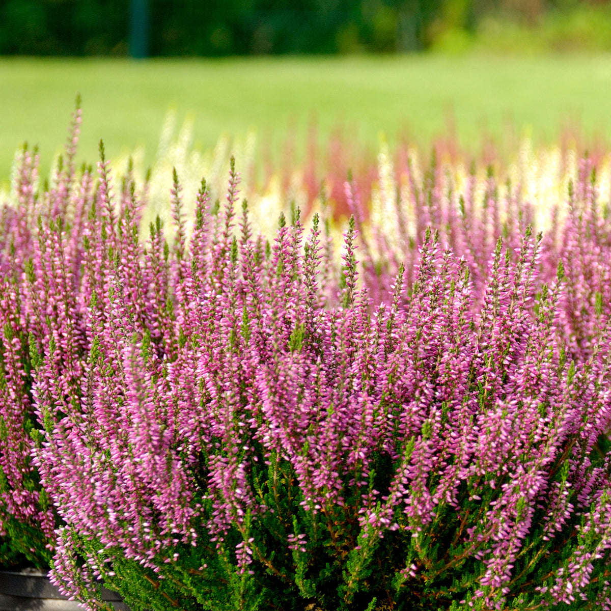 Dopheide - roze (x3) - Willemse