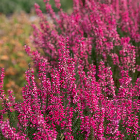 Dopheide (x3) - Calluna vulgaris - Willemse