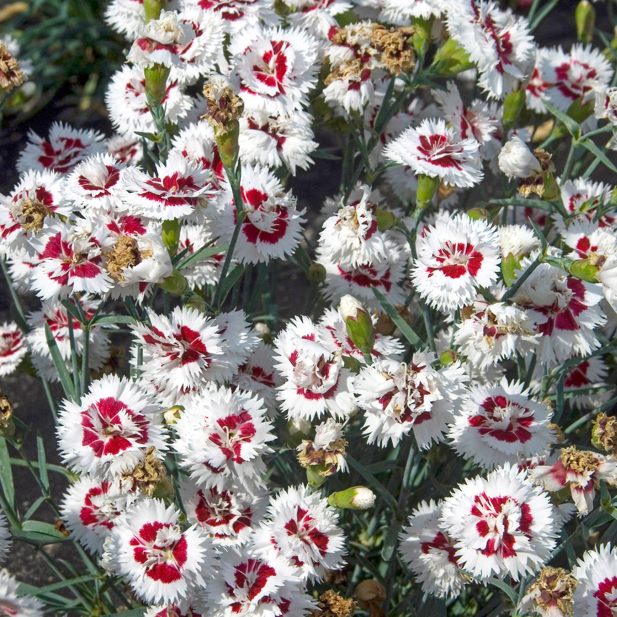 Anjer (x2) - Dianthus spiculifolius - Willemse