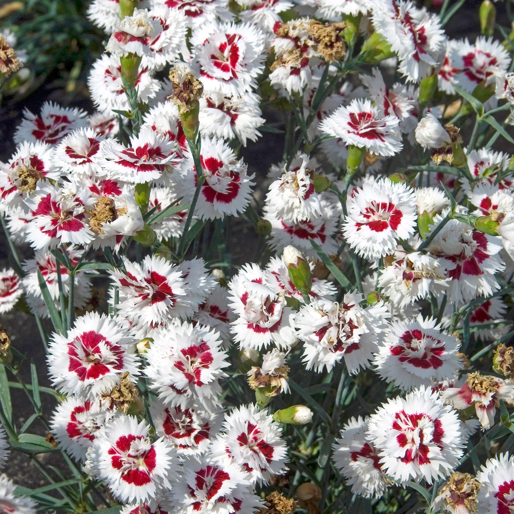 Anjer (x2) - Dianthus spiculifolius - Willemse