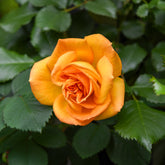 Grootbloemige roos 'Whisky' - Rosa whisky - Willemse