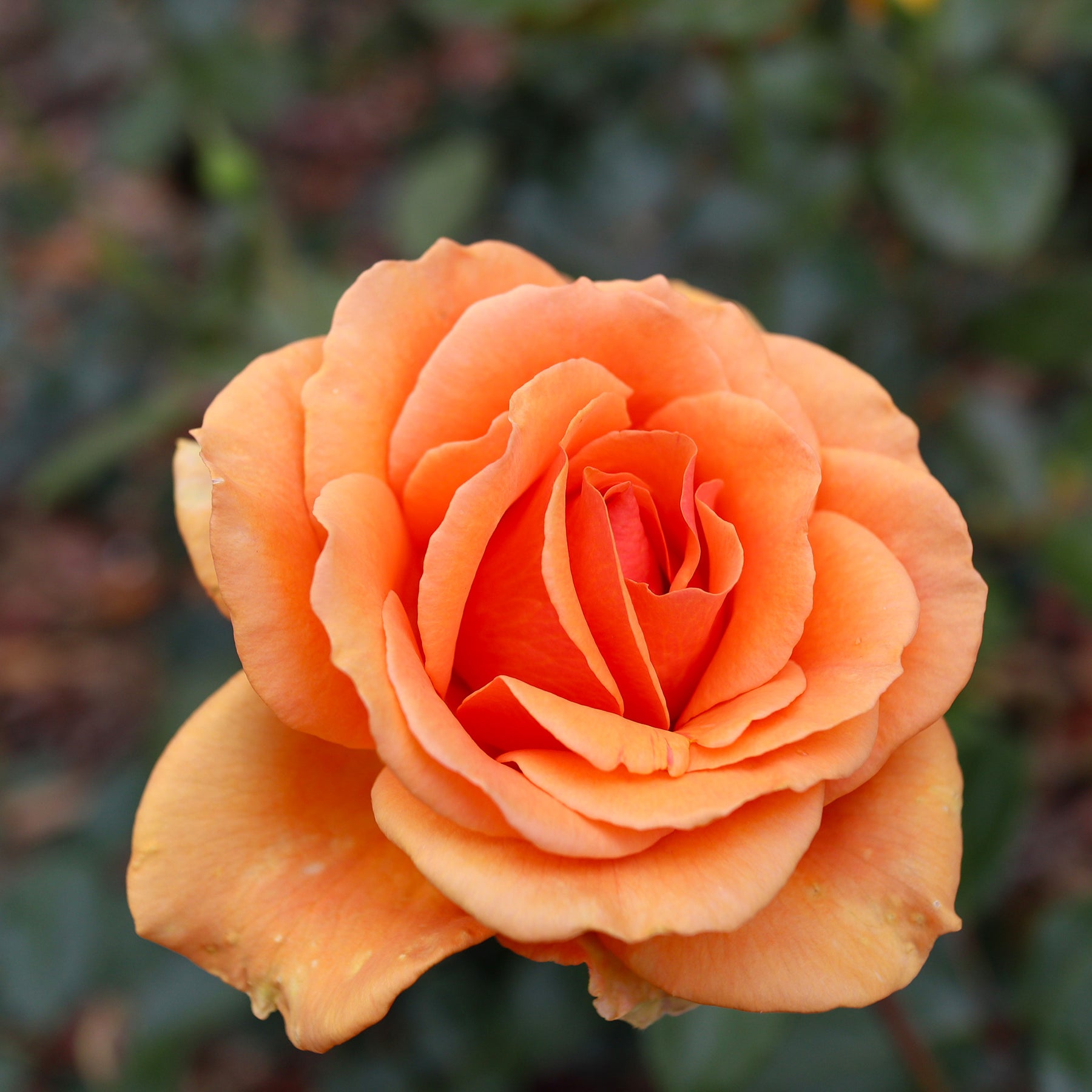 Grootbloemige roos 'Whisky' - Willemse