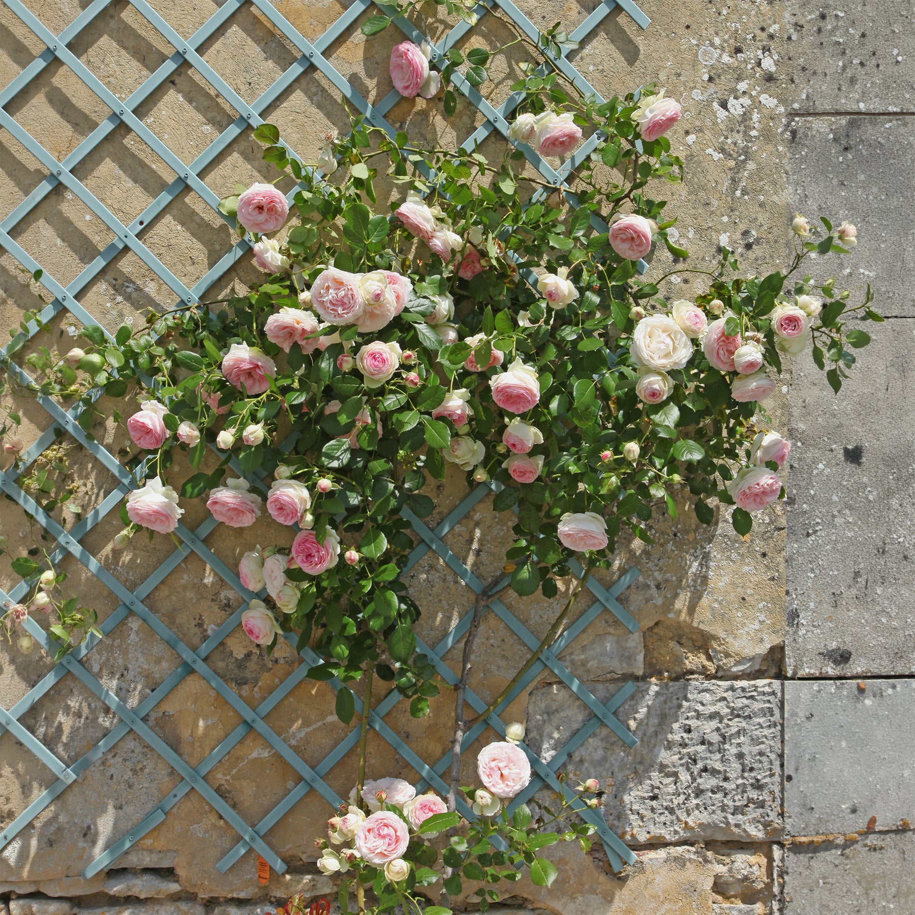 Klimrozen - Klimroos 'Pierre de Ronsard' - Rosa grimpant Pierre de Ronsard® Meiviolin