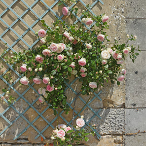 Klimrozen - Klimroos 'Pierre de Ronsard' - Rosa grimpant Pierre de Ronsard® Meiviolin