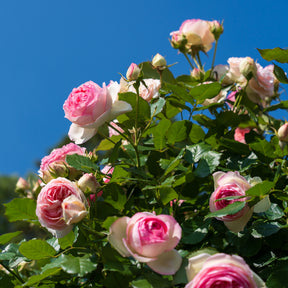 Verkoop Klimroos 'Pierre de Ronsard' - Rosa grimpant Pierre de Ronsard® Meiviolin