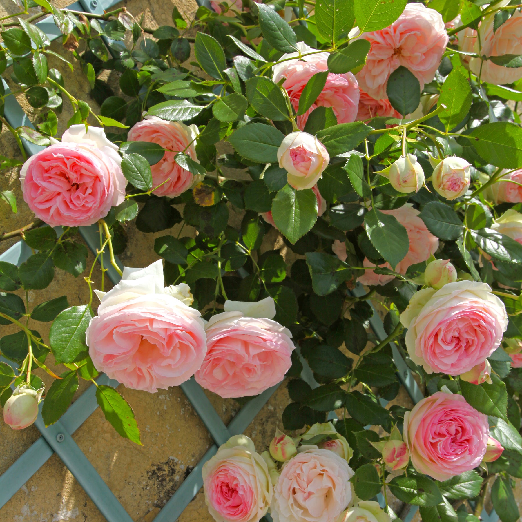 Klimroos 'Pierre de Ronsard'
