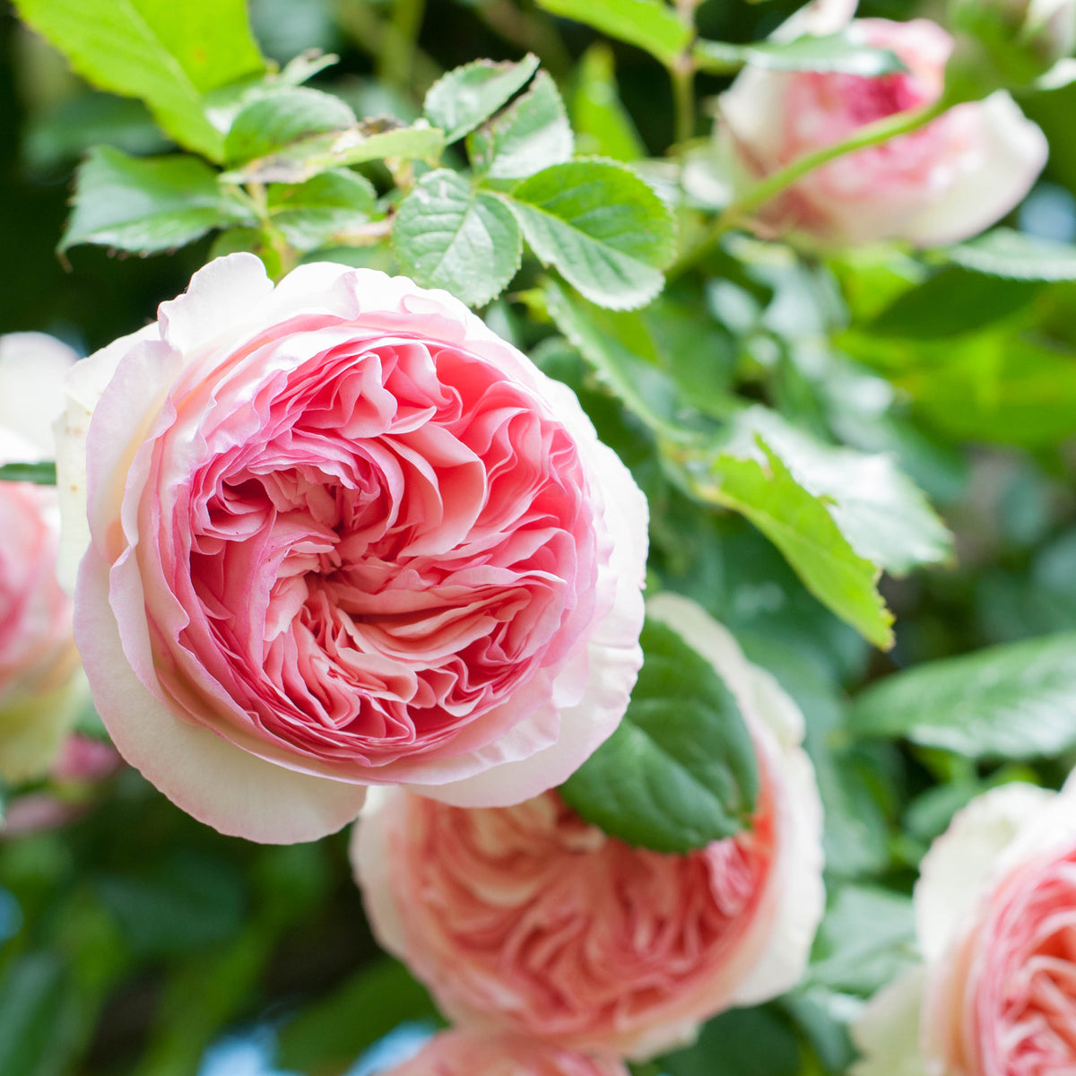 Klimroos 'Pierre de Ronsard'
