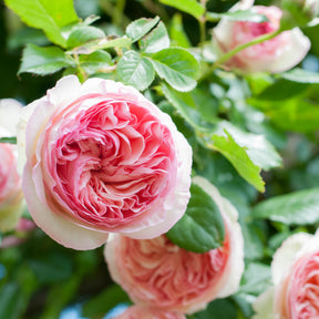 Klimroos 'Pierre de Ronsard'