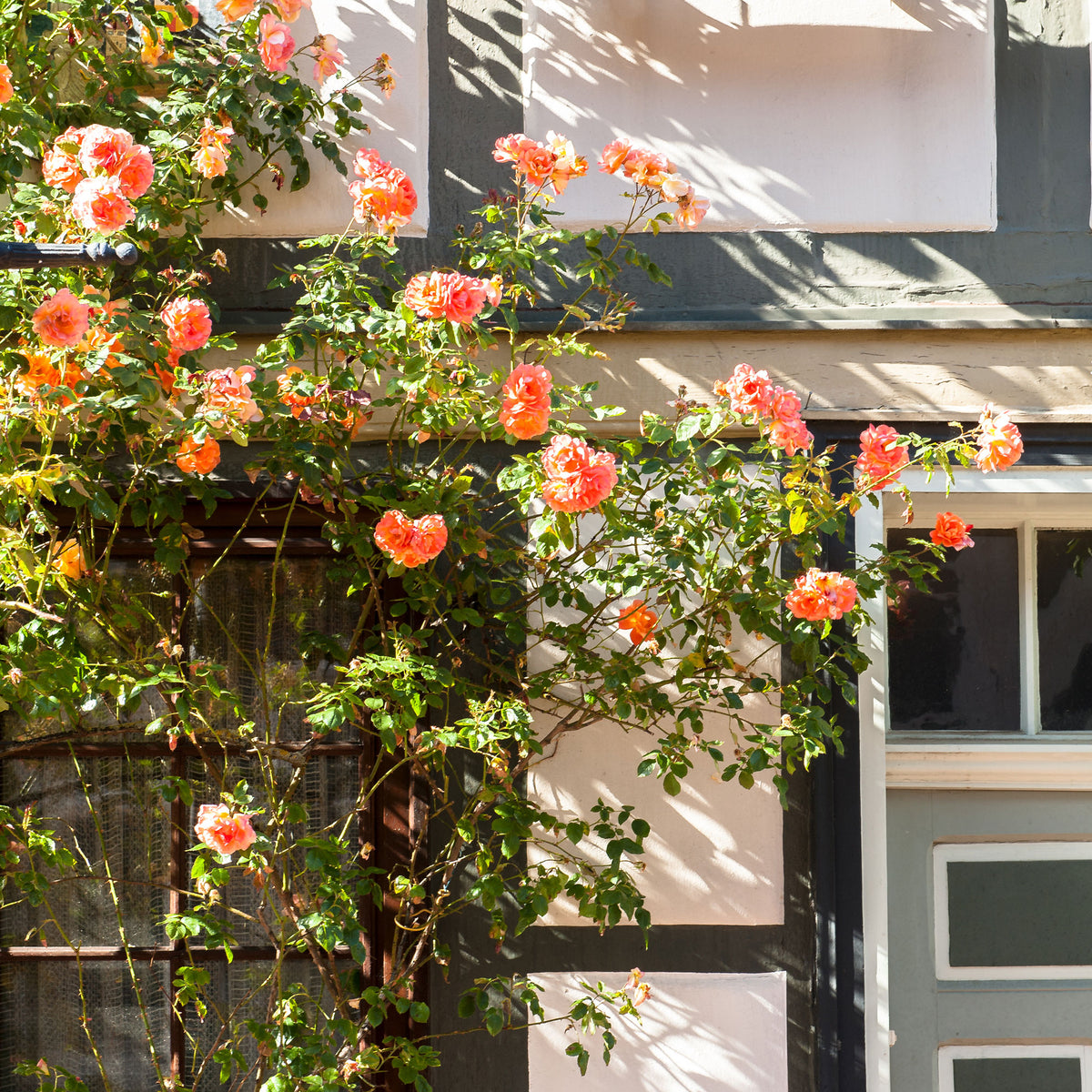 Verkoop Klimroos 'Metanoia' - Rosa metanoia