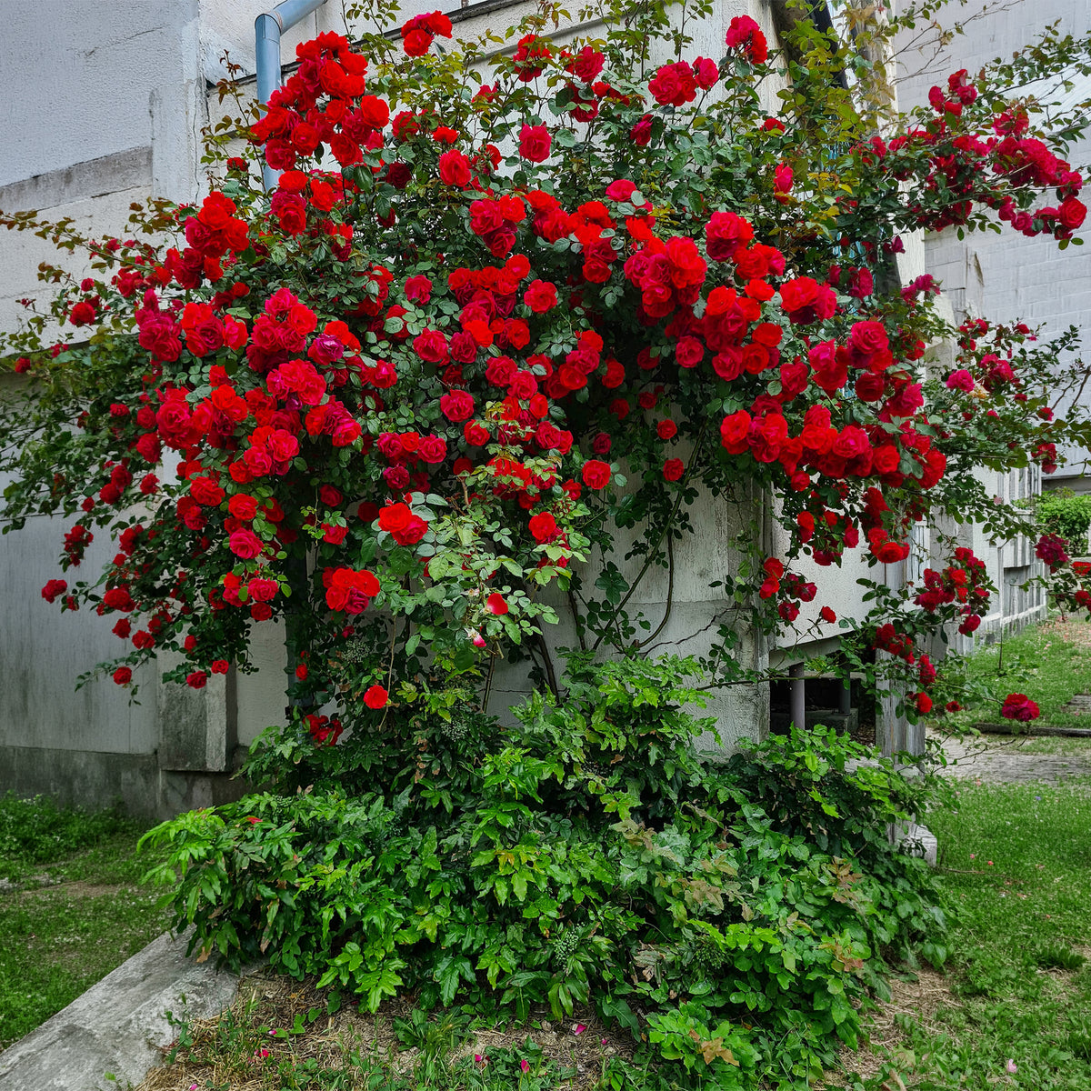 Klimroos 'Musimara'