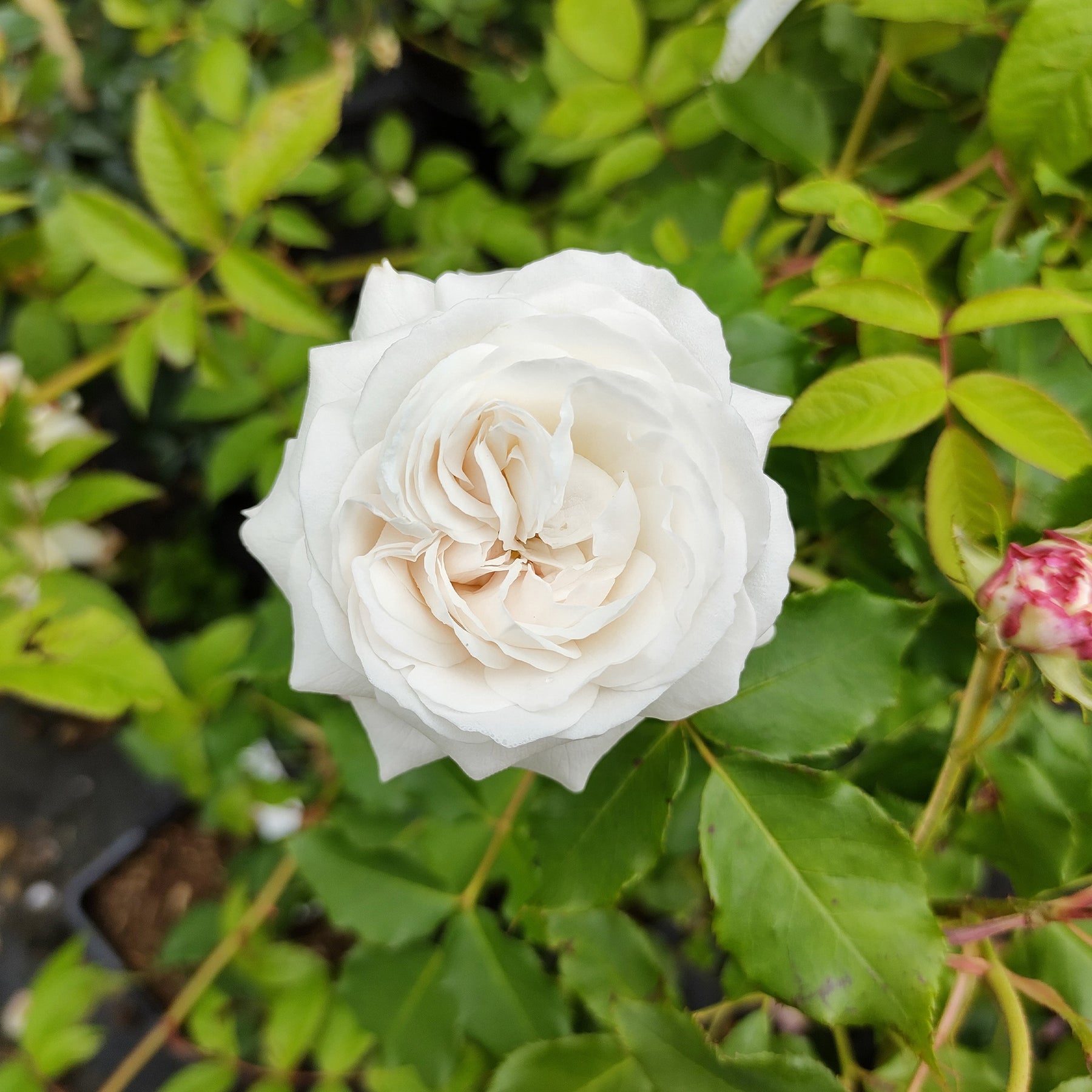 Historische roos 'Boule de Neige' (Bourbon) - Rosa boule de neige - Willemse