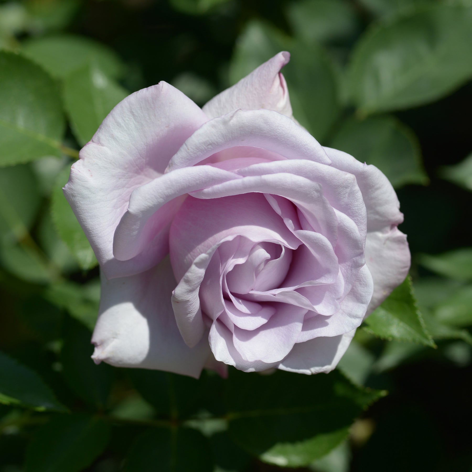 Roos 'Blue Moon' - Rosa lune bleue (blue moon) - Willemse