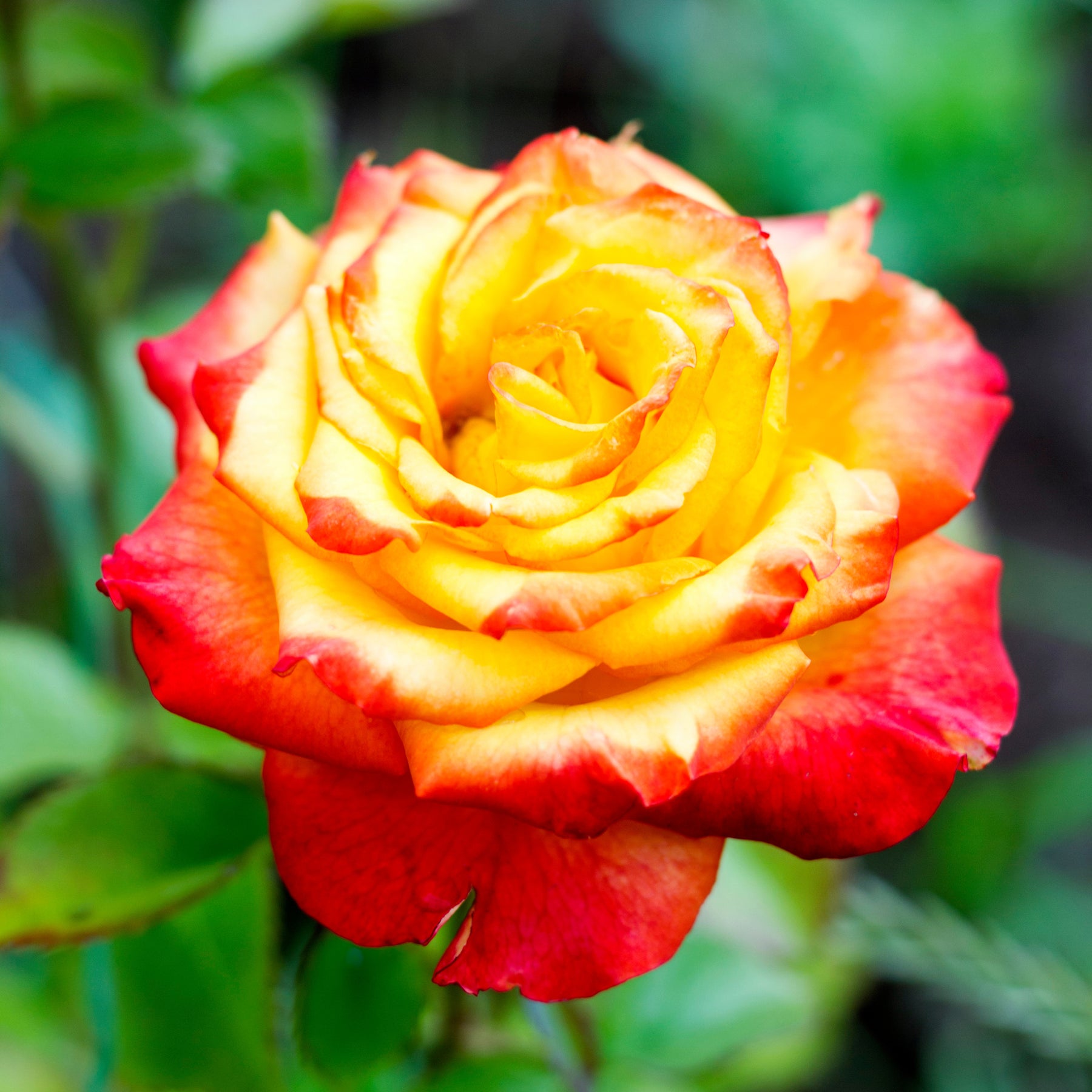 Struikroos - tweekleurig - Willemse