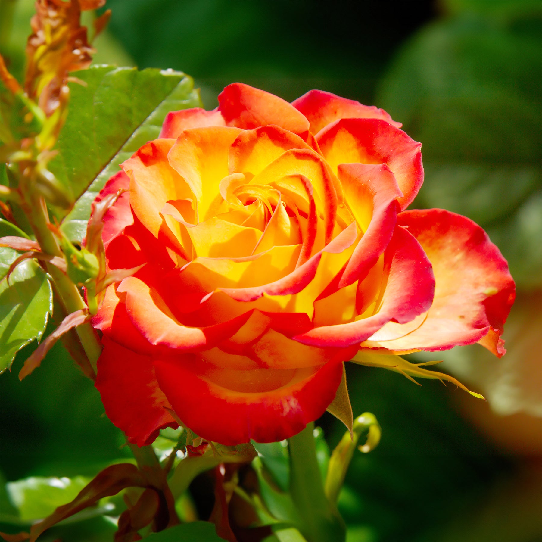 Struikroos - tweekleurig - Rosa - Willemse