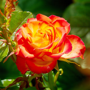 Struikroos - tweekleurig - Rosa - Willemse