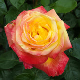 Rosa - Struikroos - tweekleurig - Rozen - Naakte wortels