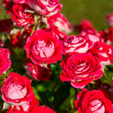 Roos 'Osiria' - Rosa Osiria - Willemse