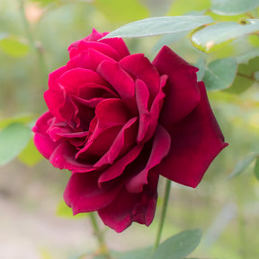 Roos 'Oklahoma' - Rosa oklahoma - Willemse