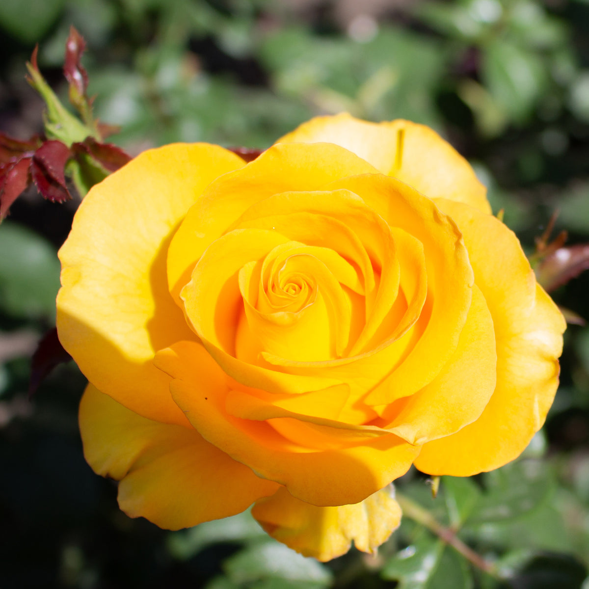 Roos 'Hadangel' - Rosa hadangel - Willemse