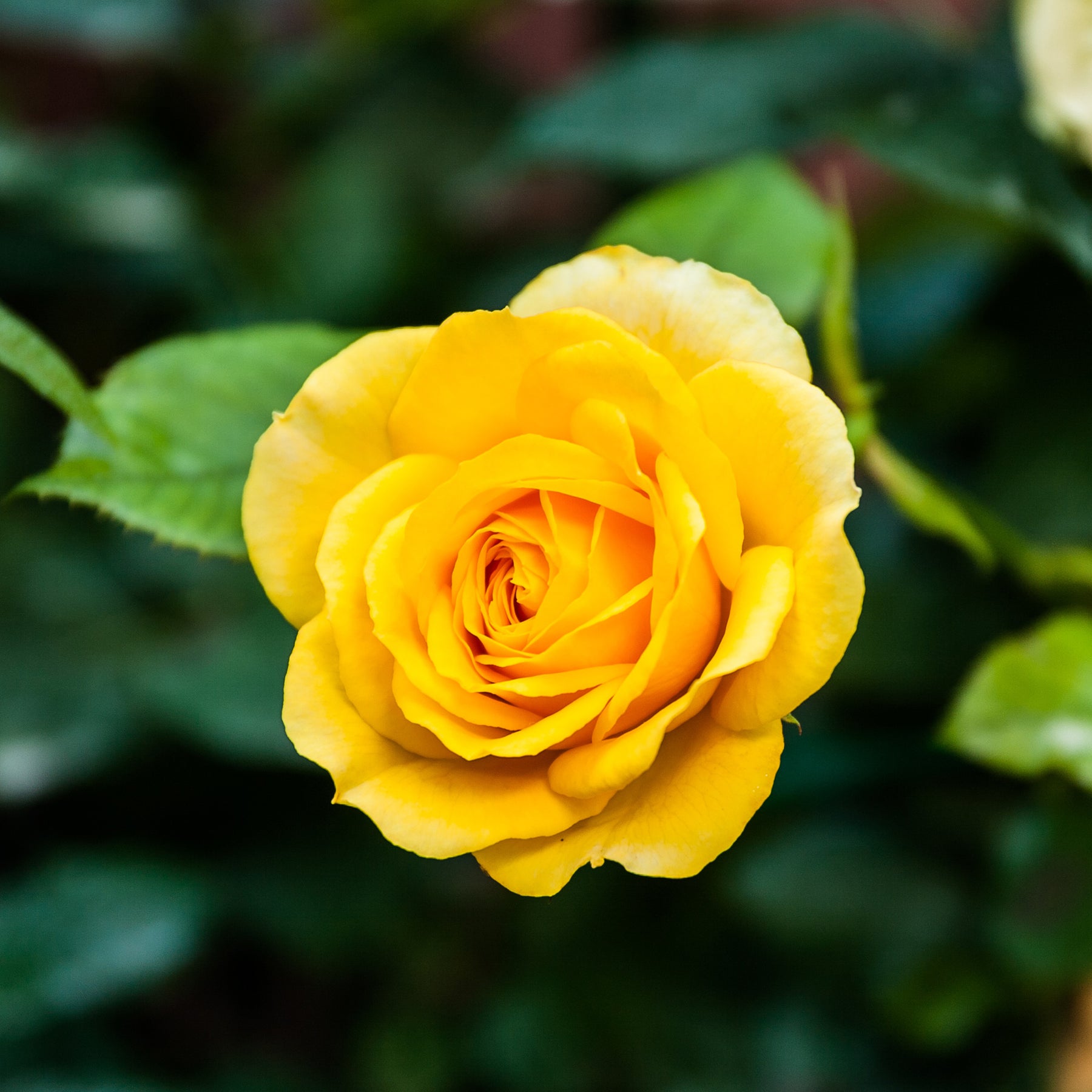 Roos 'Hadangel' - Willemse