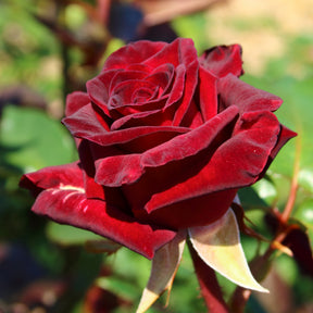Roos 'Black Baccara'® - Willemse