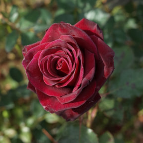 Verkoop Roos 'Black Baccara'® - Rosa Black Baccara ®