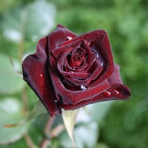 Roos 'Black Baccara'®