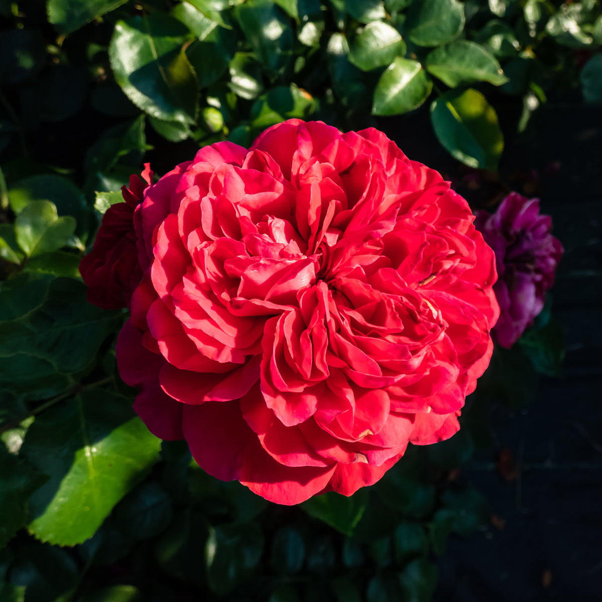 Rozen - Trosroos 'Leonardo da Vinci'® - Rosa floribunda Red Leonardo Da Vinci ® Meiangele