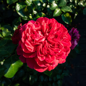 Rozen - Trosroos 'Leonardo da Vinci'® - Rosa floribunda Red Leonardo Da Vinci ® Meiangele