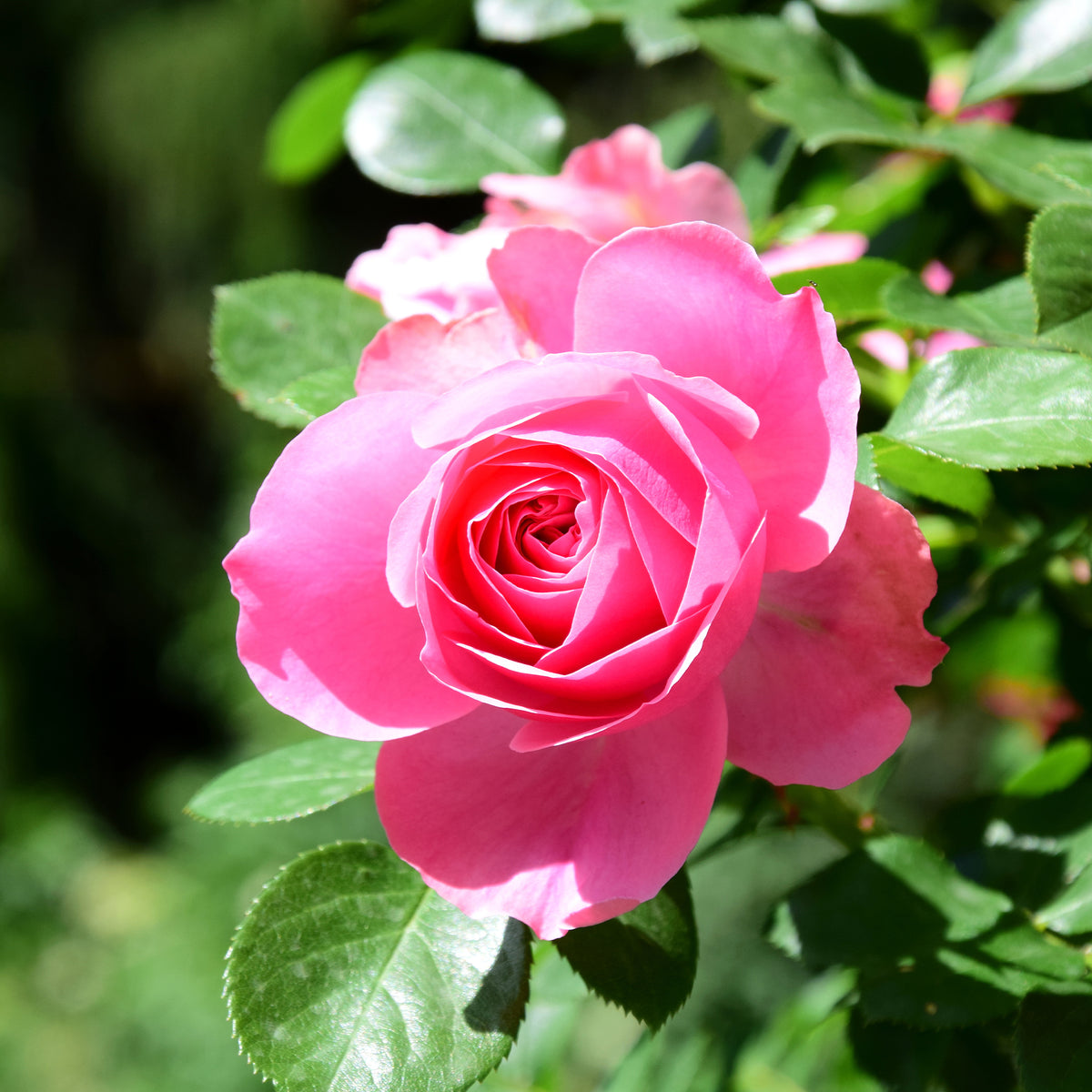 Roos 'Pink Perfume' - Willemse