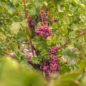 Druif 'Chasselas Rosé' - Willemse