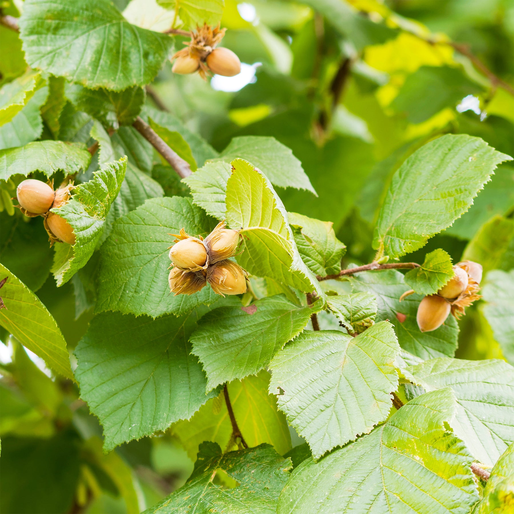 Hazelaar - Hazelaar - groen - Corylus avellana