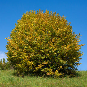 Hazelaar - groen - Corylus avellana - Willemse