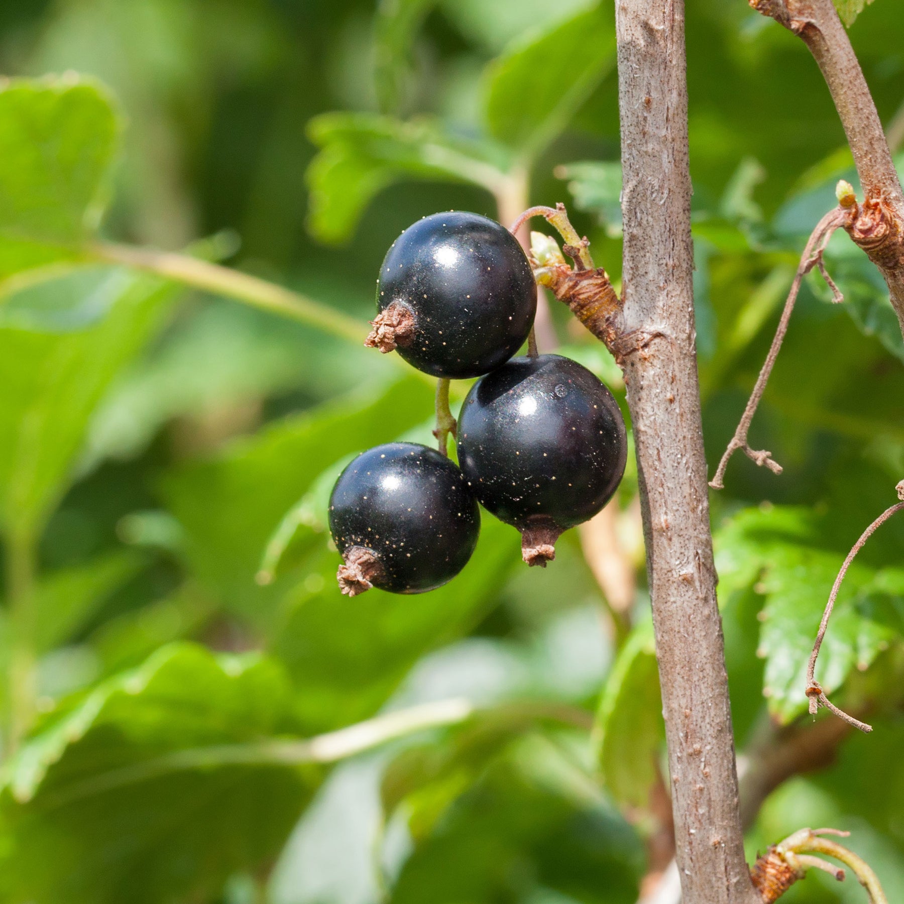 Zwarte bes 'Andega' - Willemse