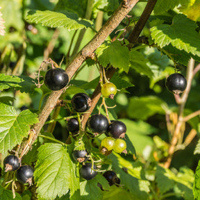 Zwarte bes 'Andega' - Ribes nigrum 'andega' - Willemse