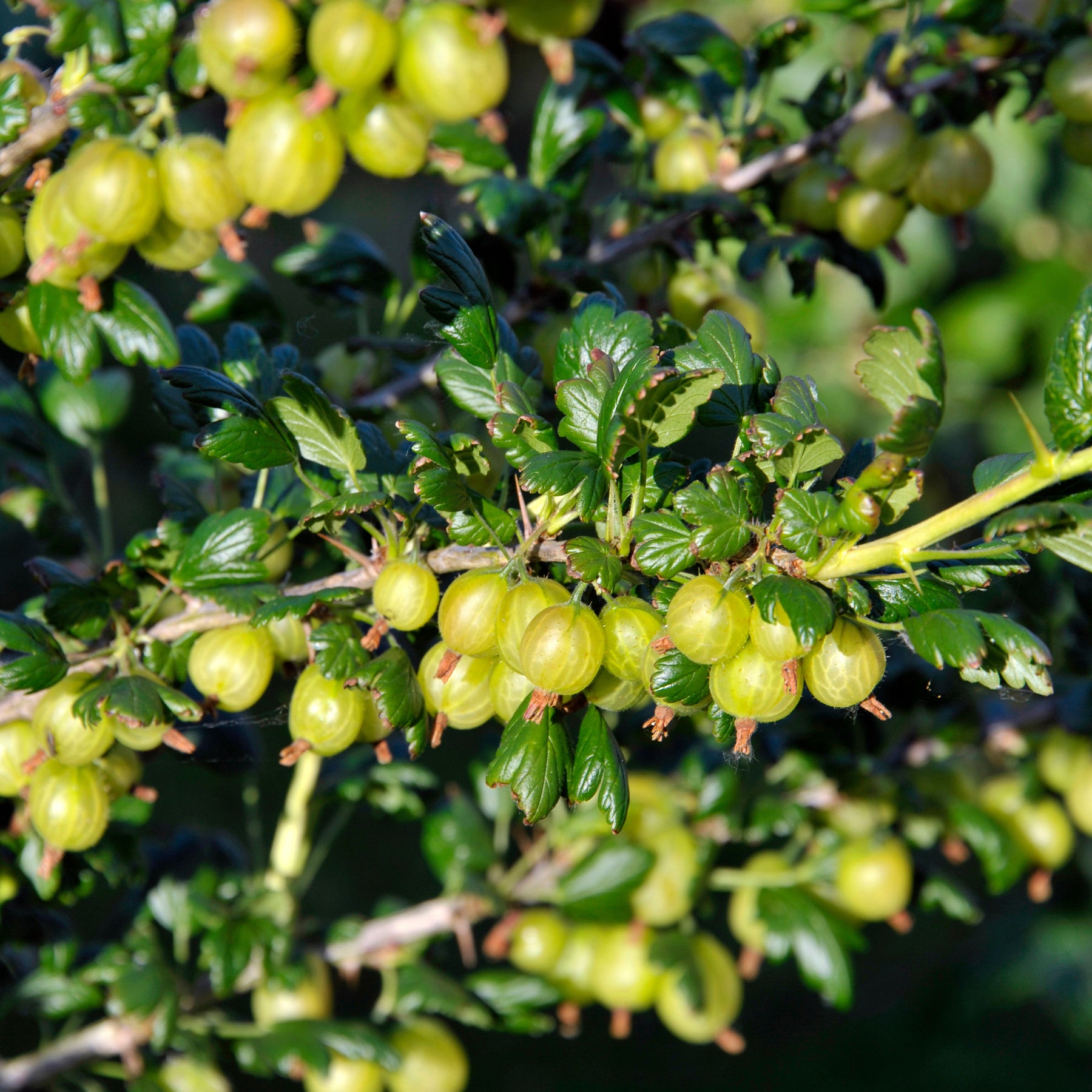 Kruisbes 'Engelse wit' (x2) - Ribes uva-crispa anglaise blanche - Willemse
