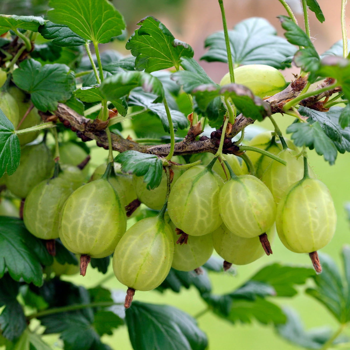 Kruisbes 'Engelse wit' (x2) - Willemse